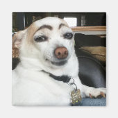 Magnet Eyebrow Dog Meme (Vorne)