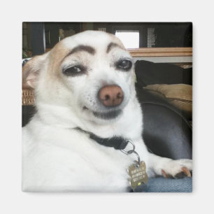 Magnet Eyebrow Dog Meme