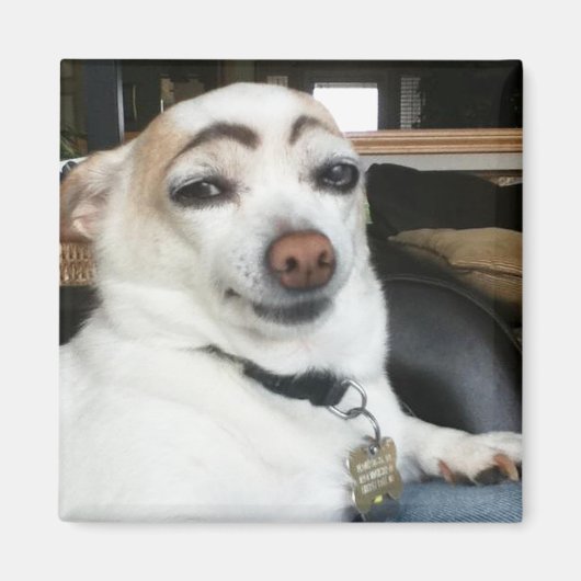 Magnet Eyebrow Dog Meme (Vorne)