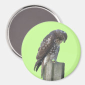Magnet - Falcon (Vorderseite/Rückseite)