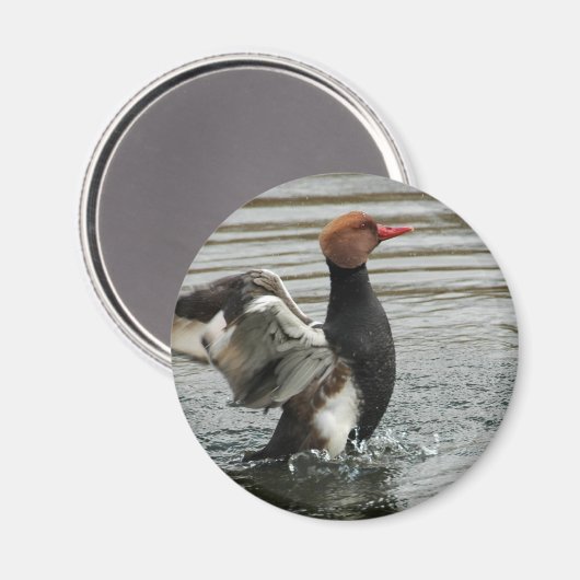 Magnet - flatternde Flügel von Pochard (Vorderseite/Rückseite)