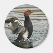 Magnet - flatternde Flügel von Pochard (Vorne)