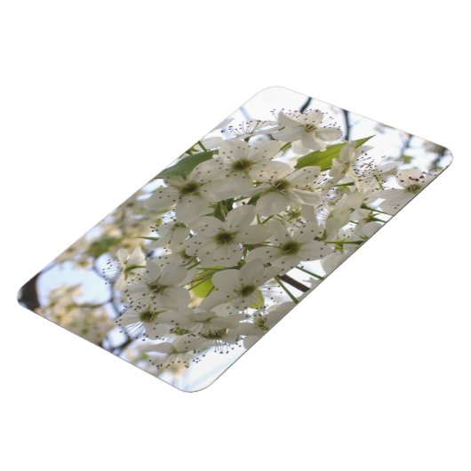 Magnet - Flexi - blühende Bradford-Birne (Linke Seite)