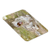 Magnet flexible Foto Katze Schneeleopard , Tiere. (Rechte Seite)