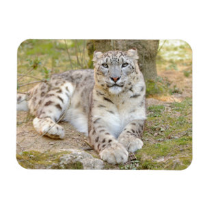 Magnet flexible Foto Katze Schneeleopard , Tiere.