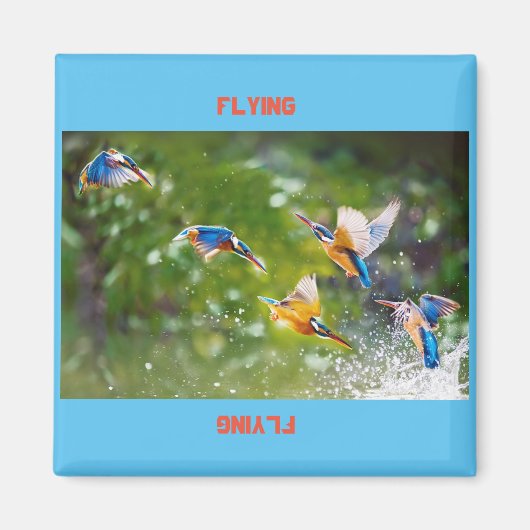 Magnet Flying (Vorne)