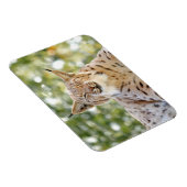 Magnet Foto Katze , Luchs , Tiere 0133. (Rechte Seite)