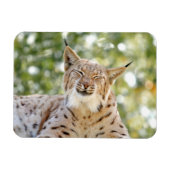 Magnet Foto Katze , Luchs , Tiere 0133. (Horizontal)