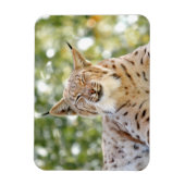 Magnet Foto Katze , Luchs , Tiere 0133. (Vertikal)