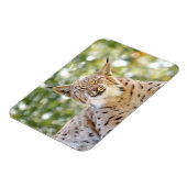 Magnet Foto Katze , Luchs , Tiere 0133. (Linke Seite)