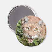 Magnet Foto lynx , Tiere 2 Magnet (Vorderseite/Rückseite)