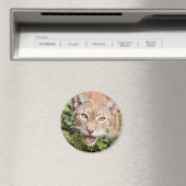 Magnet Foto lynx , Tiere 2 Magnet (In Situ (Geschirrspüler))