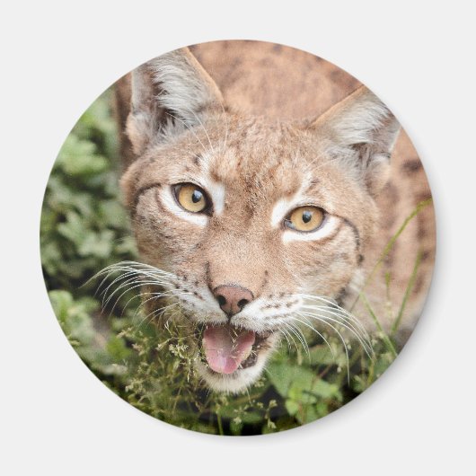 Magnet Foto lynx , Tiere 2 Magnet (Vorne)