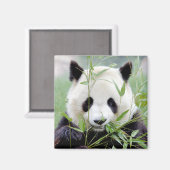 Magnet Foto Riesenpanda. Panda Geant. (Vorderseite/Rückseite)