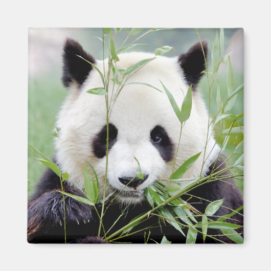 Magnet Foto Riesenpanda. Panda Geant. (Vorne)