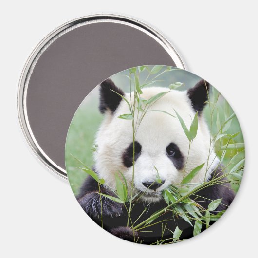 Magnet Foto Riesenpanda. Panda Geant. (Vorderseite/Rückseite)