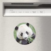 Magnet Foto Riesenpanda. Panda Geant. (In Situ (Geschirrspüler))