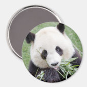 Magnet Foto Riesenpanda. Panda Geant. (Vorderseite/Rückseite)