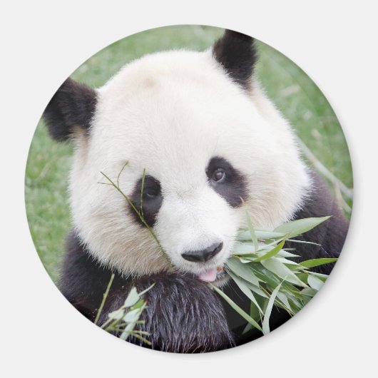 Magnet Foto Riesenpanda. Panda Geant. (Vorne)