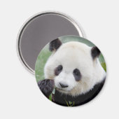 Magnet Foto Riesenpanda , Tiere 0241. (Vorderseite/Rückseite)