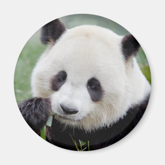 Magnet Foto Riesenpanda , Tiere 0241. (Vorne)