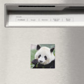 Magnet Foto Riesenpanda , Tiere 0407. (In Situ (Geschirrspüler))