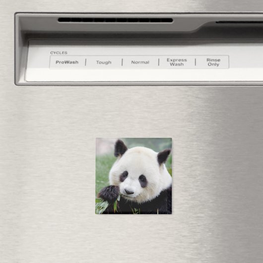 Magnet Foto Riesenpanda , Tiere 0407. (In Situ (Geschirrspüler))
