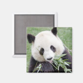 Magnet Foto Riesenpanda , Tiere 0409. (Vorderseite/Rückseite)