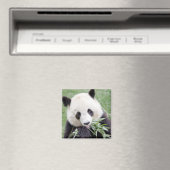 Magnet Foto Riesenpanda , Tiere 0409. (In Situ (Geschirrspüler))