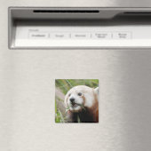 Magnet Foto roter Panda. Panda roux. (In Situ (Geschirrspüler))