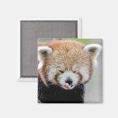 Magnet Foto roter Panda. Panda roux. (Vorderseite/Rückseite)