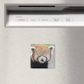 Magnet Foto roter Panda. Panda roux. (In Situ (Geschirrspüler))