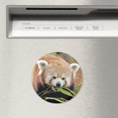 Magnet Foto roter Panda. Panda roux. (In Situ (Geschirrspüler))