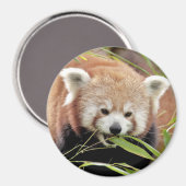 Magnet Foto roter Panda. Panda roux. (Vorderseite/Rückseite)