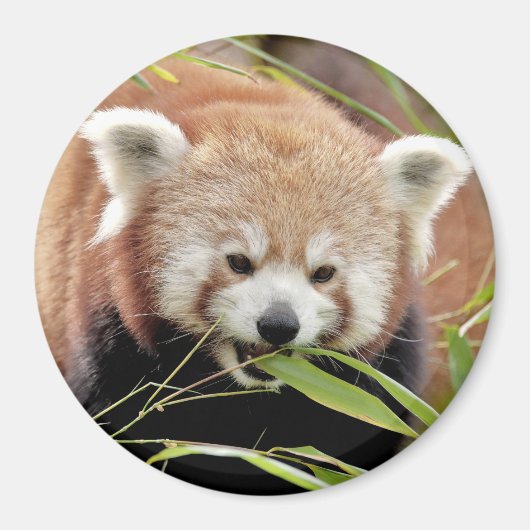 Magnet Foto roter Panda. Panda roux. (Vorne)