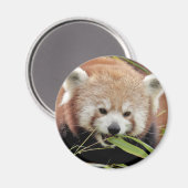 Magnet Foto roter Panda, Tiere 0359. (Vorderseite/Rückseite)