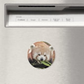 Magnet Foto roter Panda, Tiere 0359. (In Situ (Geschirrspüler))