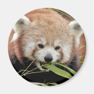Magnet Foto roter Panda, Tiere 0359.