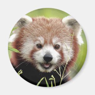 Magnet Foto roter Panda, Tiere 0362.