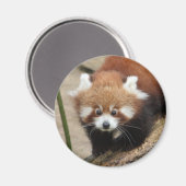 Magnet Foto roter Panda, Tiere 0363. (Vorderseite/Rückseite)