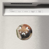 Magnet Foto roter Panda, Tiere 0363. (In Situ (Geschirrspüler))
