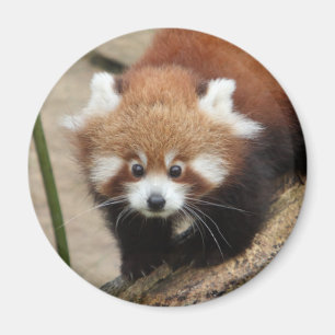 Magnet Foto roter Panda, Tiere 0363.