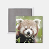 Magnet Foto roter Panda, Tiere 0630. (Vorderseite/Rückseite)