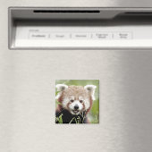 Magnet Foto roter Panda, Tiere 0630. (In Situ (Geschirrspüler))