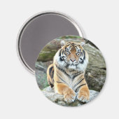 Magnet Foto tiger , Tiere 0214. (Vorderseite/Rückseite)