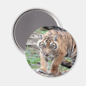 Magnet Foto tiger , Tiere 1 Magnet (Vorderseite/Rückseite)