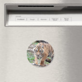 Magnet Foto tiger , Tiere 1 Magnet (In Situ (Geschirrspüler))