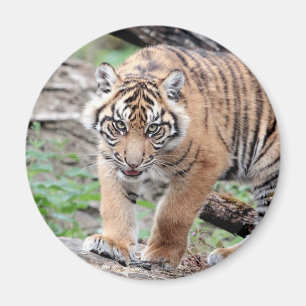 Magnet Foto tiger , Tiere 1 Magnet