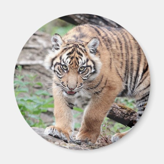 Magnet Foto tiger , Tiere 1 Magnet (Vorne)