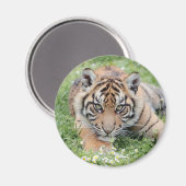 Magnet Foto tiger , Tiere 2: Magnet (Vorderseite/Rückseite)